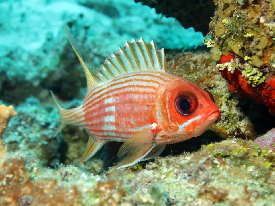 The longspine squirrelfish is just one of many fishes that has something to say