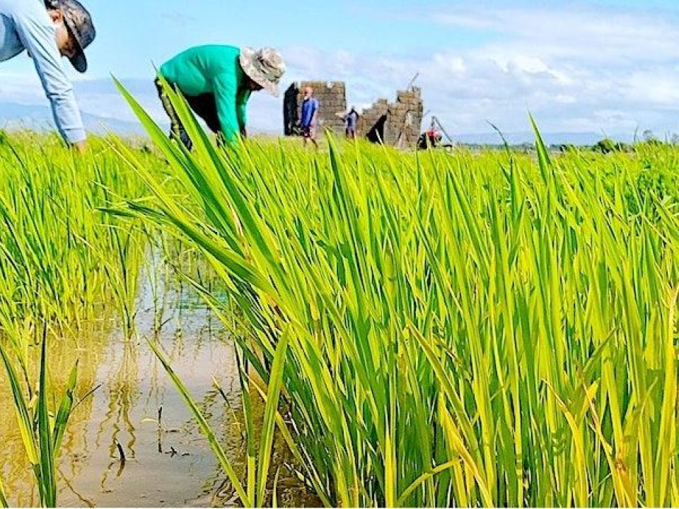 A group of people planting rice in field