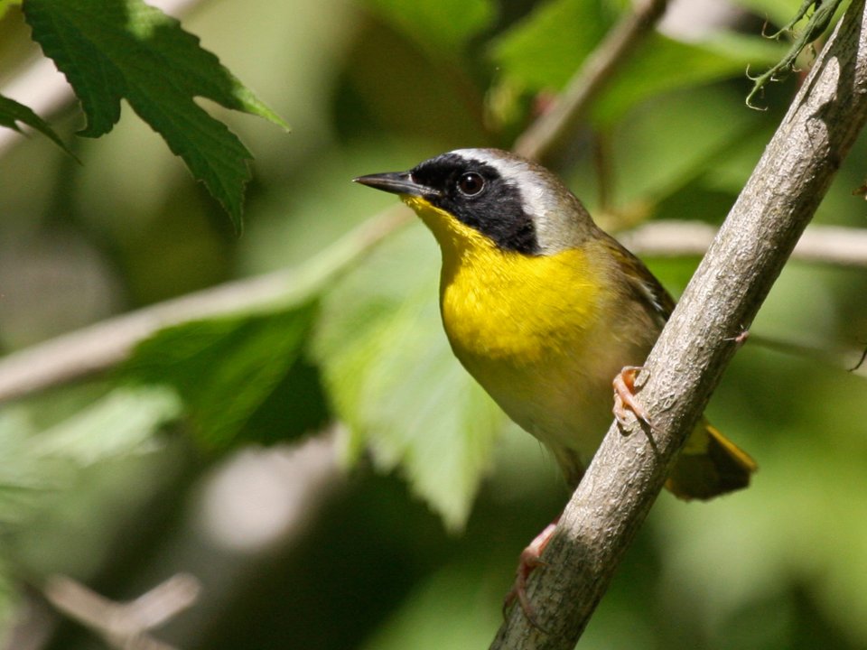 Bird with yellow and green coloring sitting on branch