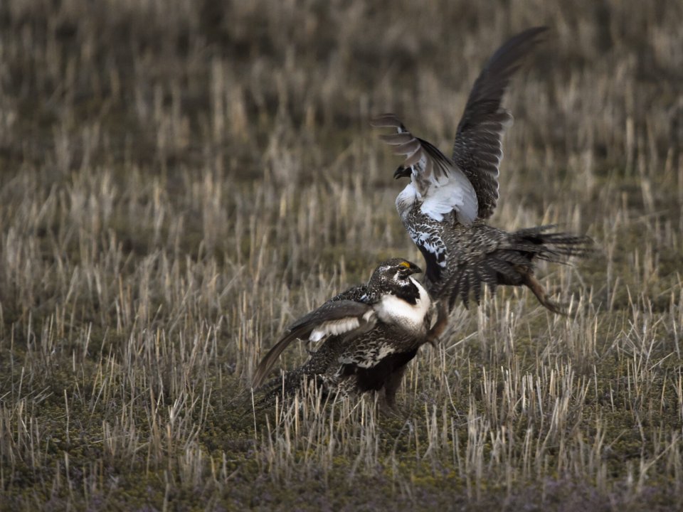 reater sage grouse jockey for position during mating season on the Mcstay ranch in Craig, Colorado in 2015