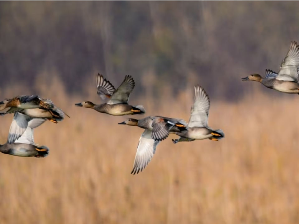 Migratory birds taking a flight towards a wetland known as the ‘Queen Wetland of Kashmir’— Hokersar in Srinagar.