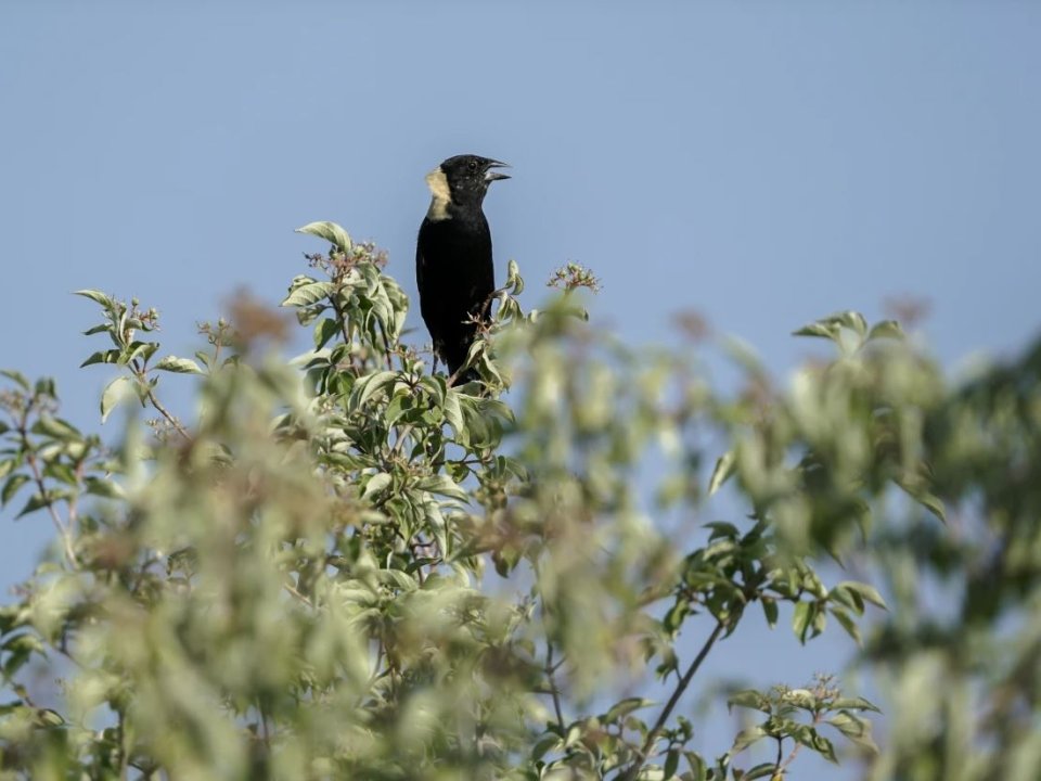 A male bobolink stands on top of a shrub near its nest, Tuesday, June 20, 2023, in Denton, Neb.