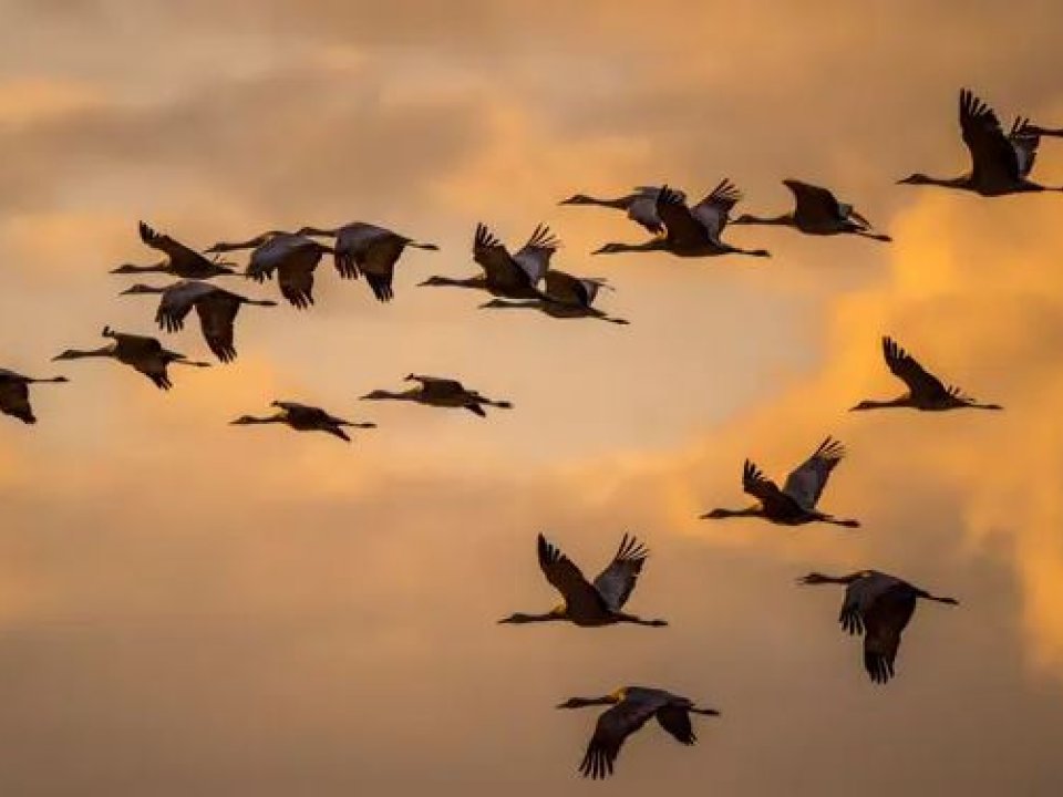 Sandhill cranes (Antigone canadensis) flying in the evening to their roosting places near Othello, Adams County, Eastern Washington State, USA