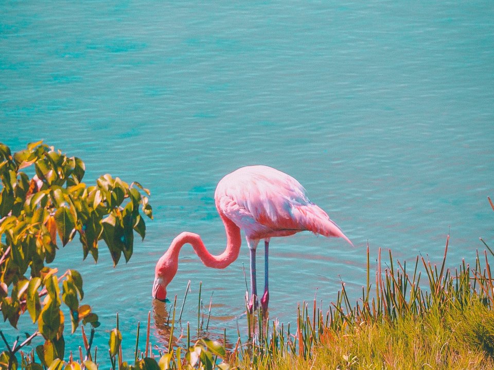 Flamingo stands in blue water close to a grassy shoreline, bending over to drink. 