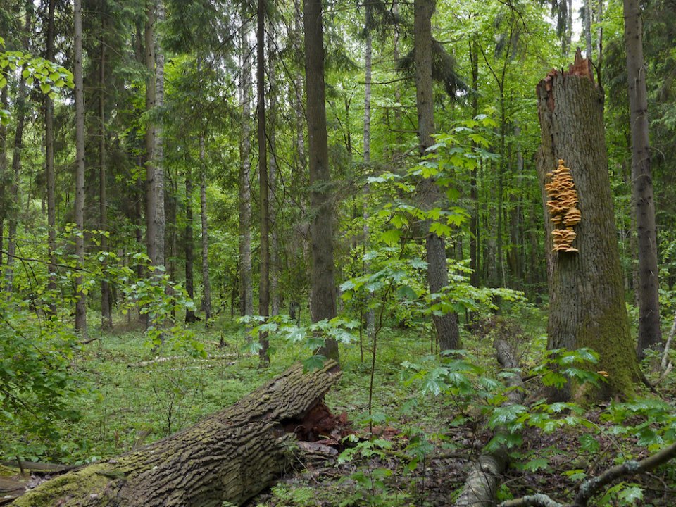 Białowieża forest in Poland