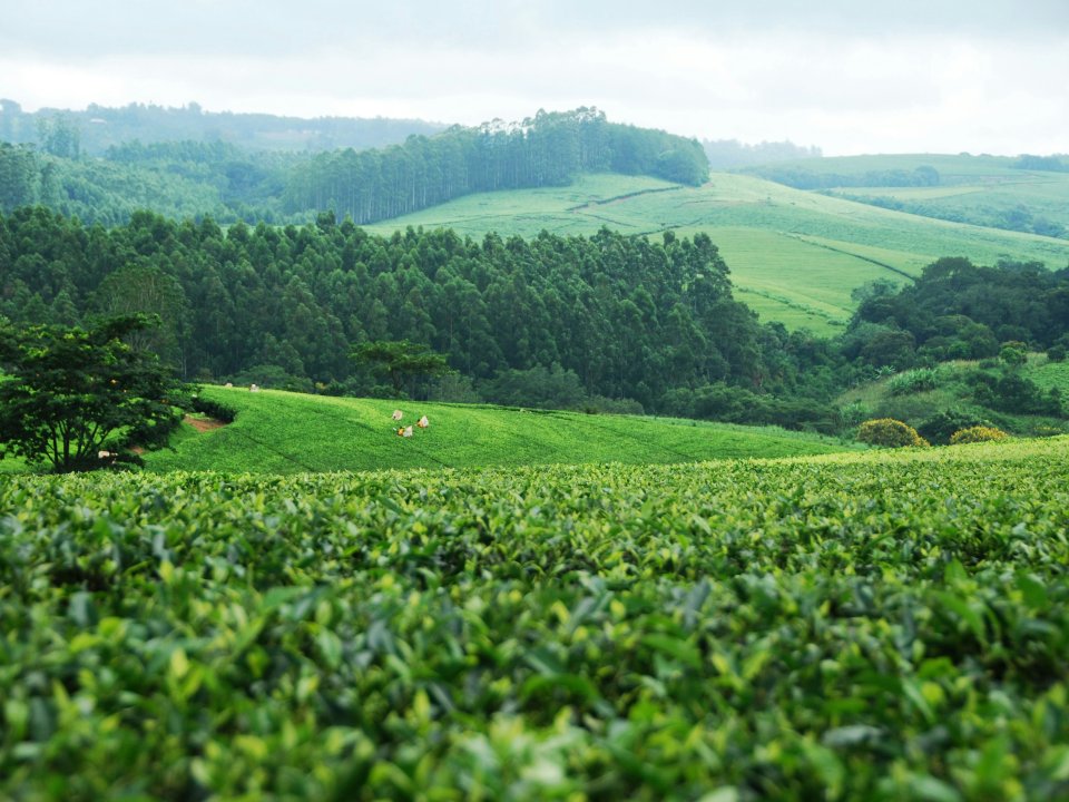 A lush green field in Malawi.