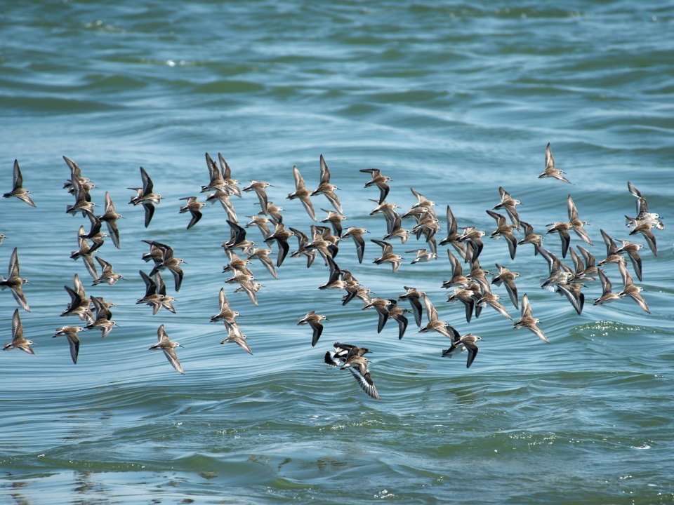 Small flock of sandpipers in flight