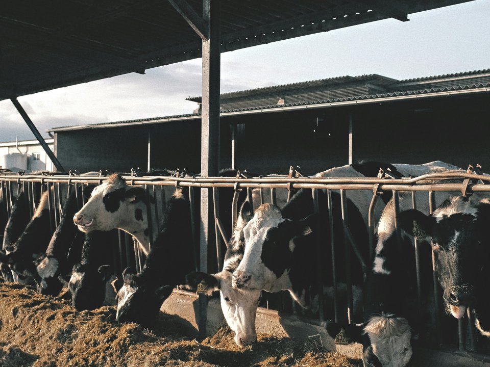 Cows at a dairy farm.