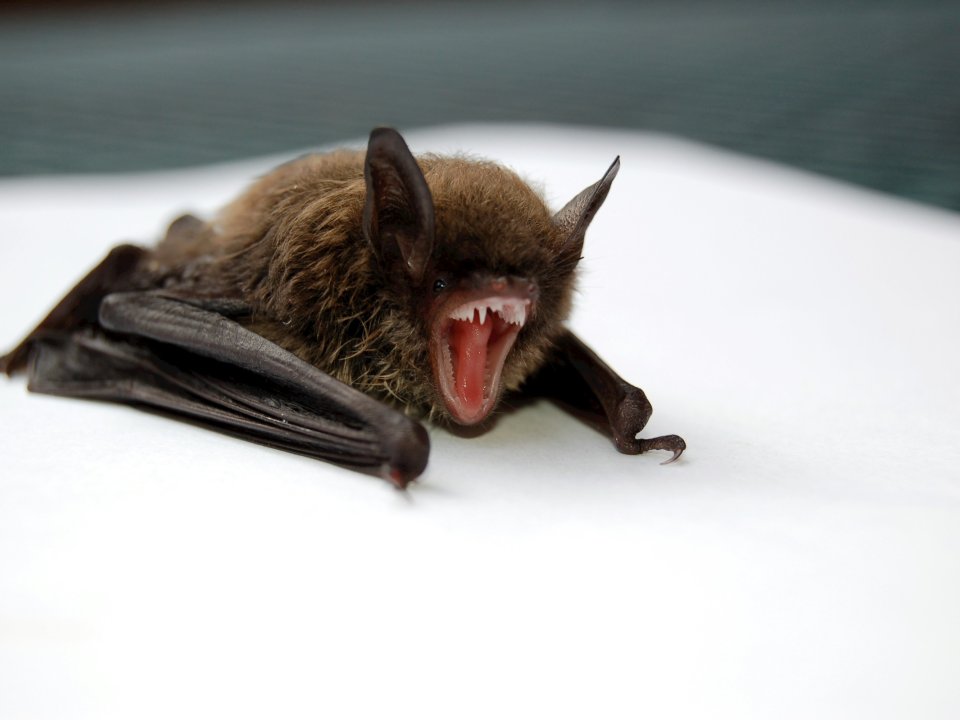 Screaming Bat