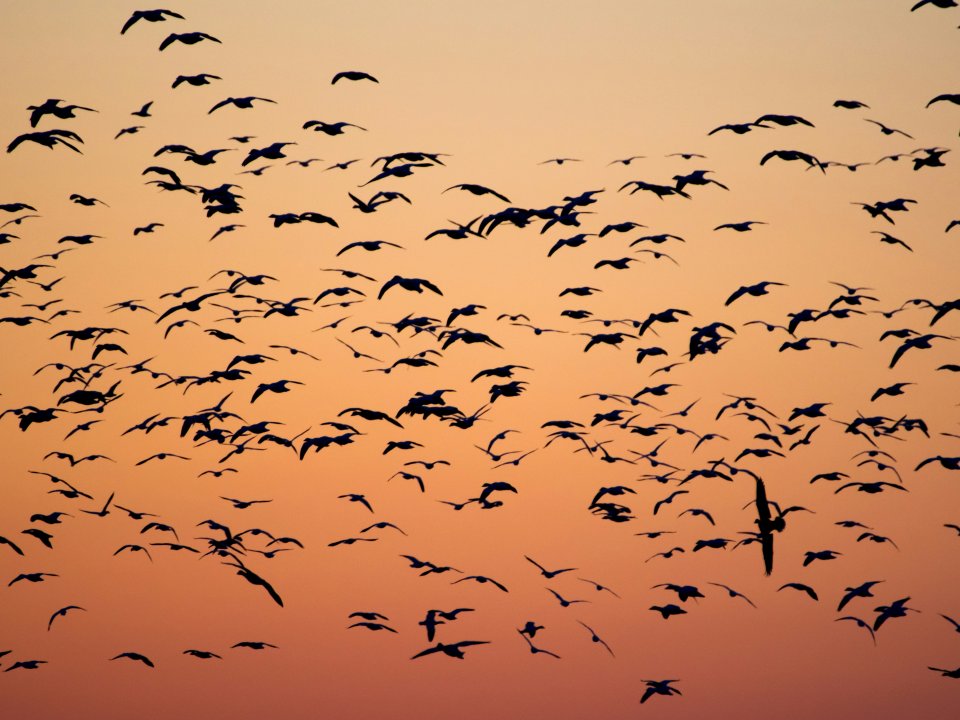 Birds flying in front of sunset (Unsplash)