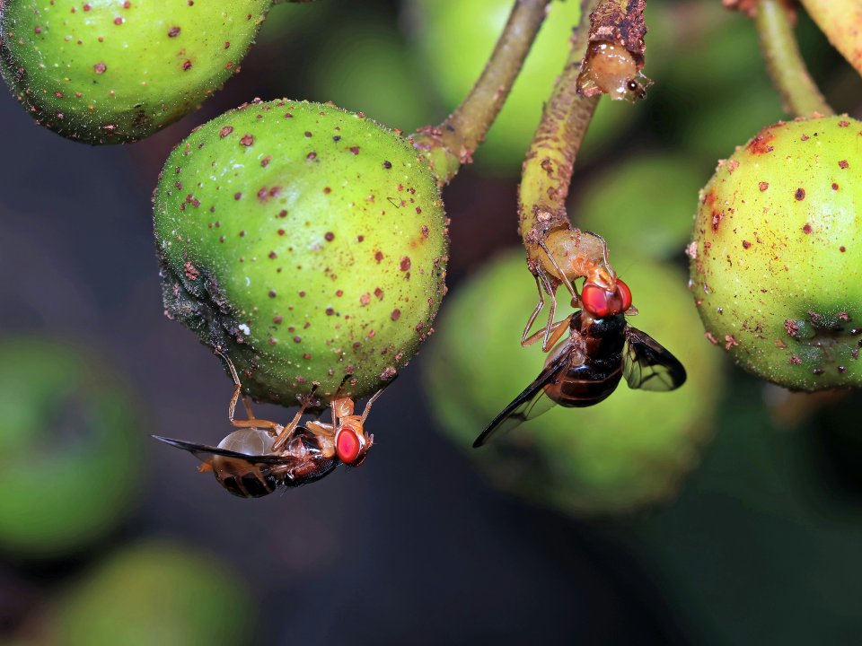  Macro photo of a couple of fruit flies visiting a native fig.