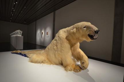 Polar bear skin melts into the ground