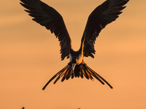 A falcon flies through the air