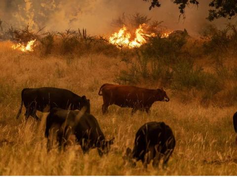 Cows in field with wildfire in the background