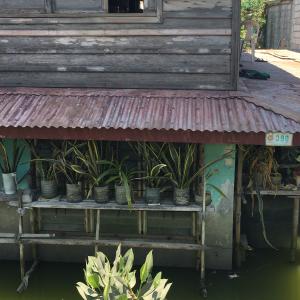 House sits in murky flood waters